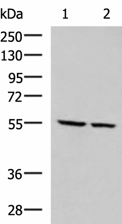 ECM1 Polyclonal Antibody (E-AB-19389)