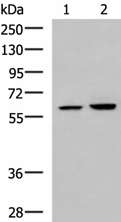 FKBP4 Polyclonal Antibody (E-AB-19050)