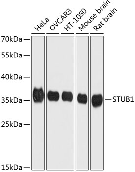 STUB1 Polyclonal Antibody (E-AB-64099)