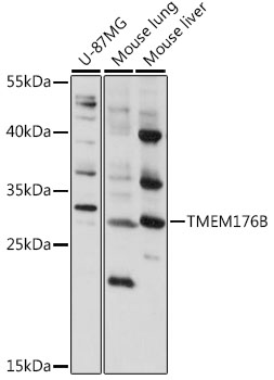TMEM176B Polyclonal Antibody (E-AB-93145)
