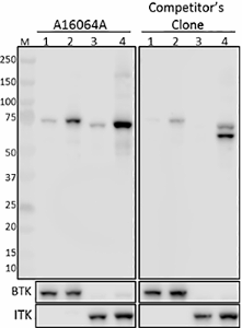 Purified anti-BTK Phospho (Tyr551)/ITK Phospho (Tyr512) Antibody (646901)