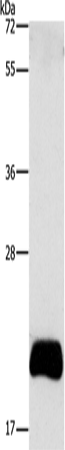 APOBEC3C Polyclonal Antibody (E-AB-16167)