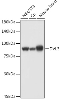 DVL3 Polyclonal Antibody (E-AB-92555)