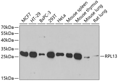 RPL13 Polyclonal Antibody (E-AB-65465)