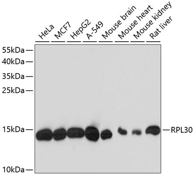 RPL30 Polyclonal Antibody (E-AB-64792)