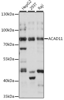 ACAD11 Polyclonal Antibody (E-AB-91449)
