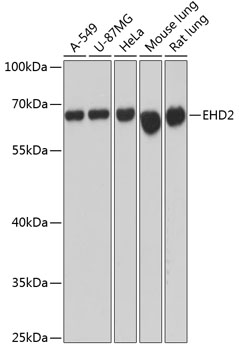 EHD2 Polyclonal Antibody (E-AB-64391)