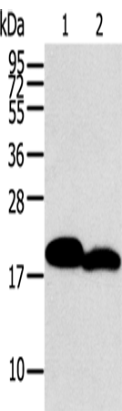 MYL2 Polyclonal Antibody (E-AB-10476)