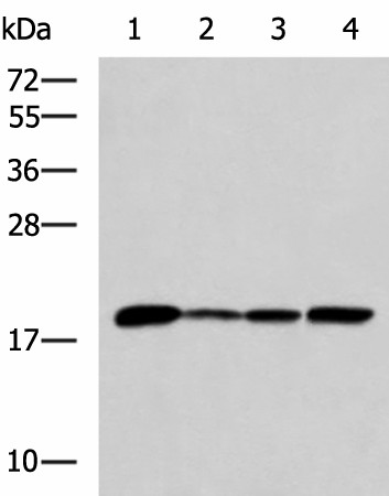 AK6 Polyclonal Antibody (E-AB-19141)