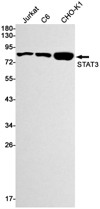 Recombinant STAT3 Monoclonal Antibody (E-AB-81440)