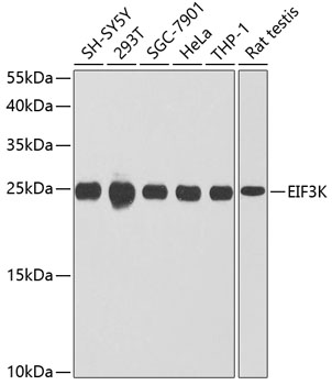 EIF3K Polyclonal Antibody (E-AB-63097)
