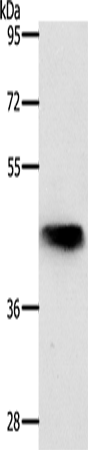 NKX2-1 Polyclonal Antibody (E-AB-12670)
