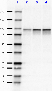 Purified anti-β Catenin 1 (CTNNB1) Antibody (844601)