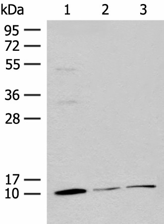RPS27L Polyclonal Antibody (E-AB-18756)