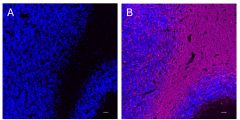 Purified anti-MOG Antibody (648880)