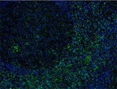 Purified anti-human CD8a Antibody (372902)
