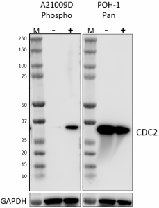 Purified anti-CDC2 Phospho (Tyr15) Antibody (613851)