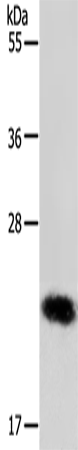 RAB22A Polyclonal Antibody (E-AB-12233)