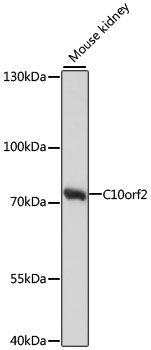 C10orf2 Polyclonal Antibody (E-AB-66070)