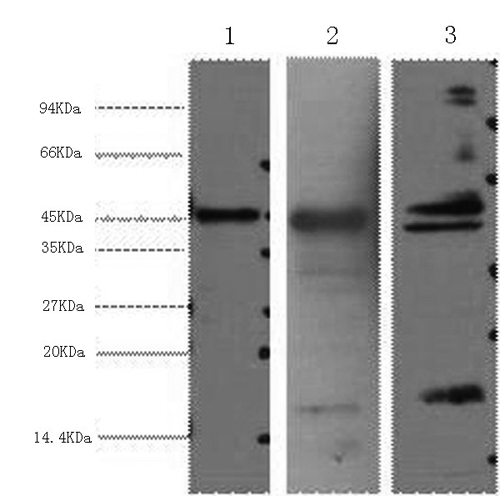 AQP4 Monoclonal Antibody (E-AB-22025)