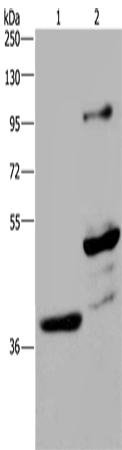 GAS7 Polyclonal Antibody (E-AB-10340)