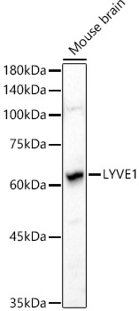 LYVE1 Polyclonal Antibody (E-AB-92724)