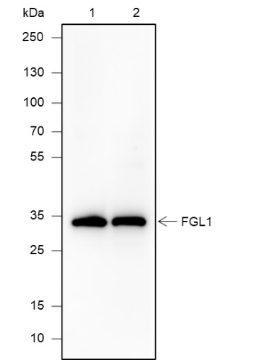 Recombinant FGL1 Monoclonal Antibody (AN301921L)