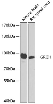 GRID1 Polyclonal Antibody (E-AB-62087)
