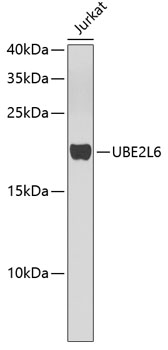 UBE2L6 Polyclonal Antibody (E-AB-67611)