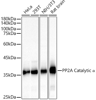 PPP2CA Polyclonal Antibody (E-AB-61310)