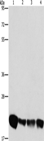 PEBP1 Polyclonal Antibody (E-AB-14305)