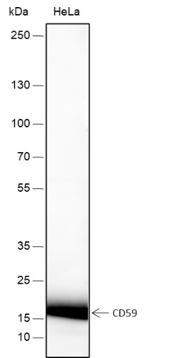 Recombinant CD59 Monoclonal Antibody (AN301483L)