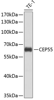 CEP55 Polyclonal Antibody (E-AB-67965)