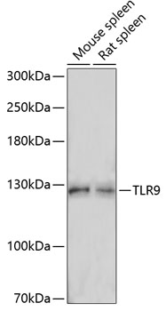 TLR9 Polyclonal Antibody (E-AB-66317)