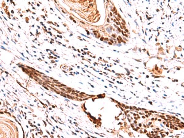 IRF2BP1 Polyclonal Antibody (E-AB-52039)