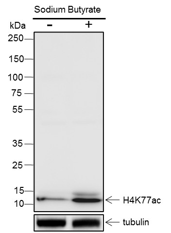 Recombinant Histone H4 (Acetyl Lys77) Monoclonal Antibody (AN301408L)