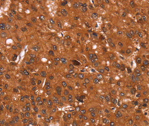Cyclin D3 Polyclonal Antibody (E-AB-12355)