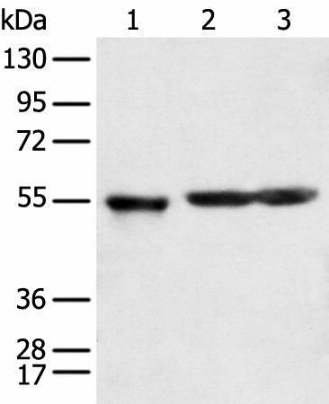 KCTD16 Polyclonal Antibody (E-AB-18364)