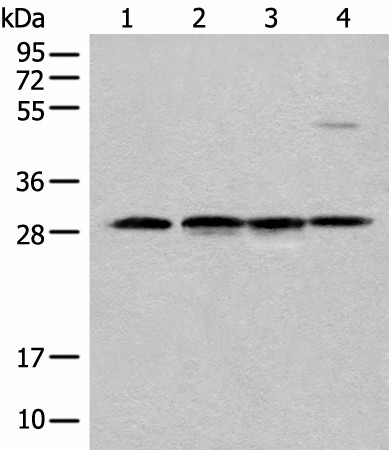 CA7 Polyclonal Antibody (E-AB-18577)