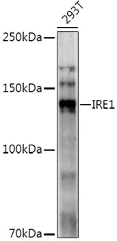 IRE1 Polyclonal Antibody (E-AB-93217)