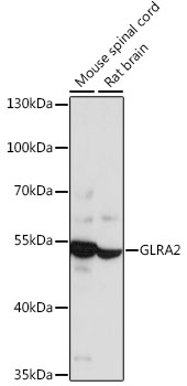 GLRA2 Polyclonal Antibody (E-AB-66529)