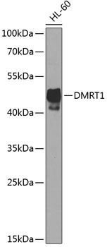 DMRT1 Polyclonal Antibody (E-AB-67985)