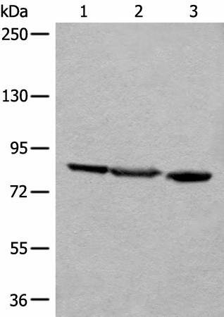 TAGAP Polyclonal Antibody (E-AB-52585)