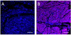 Purified anti-Calponin 1 Antibody (692051)