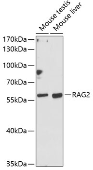 RAG2 Polyclonal Antibody (E-AB-65916)