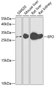 EPO Polyclonal Antibody (E-AB-67696)