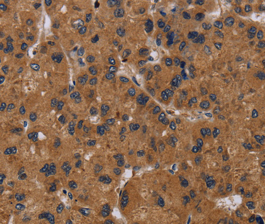 NPRL2 Polyclonal Antibody (E-AB-16658)