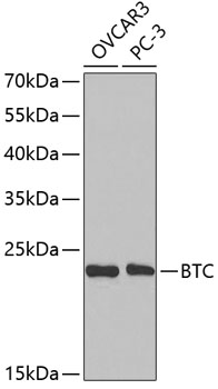 BTC Polyclonal Antibody (E-AB-67479)