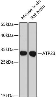 ATP23 Polyclonal Antibody (E-AB-64359)