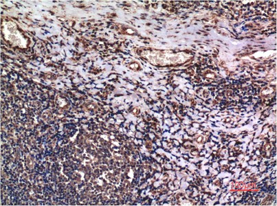 Cyclin B1 Monoclonal Antibody (E-AB-22228)